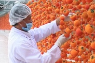 Hồng dẻo sấy "hút khách" mùa Tết