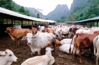 Doanh nghiệp mỏi mòn chờ hồi đáp kiến nghị