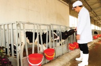 TH true MILK dẫn đầu xu hướng sản xuất sữa hữu cơ tại Việt Nam