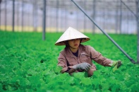 Phát triển nông nghiệp công nghệ cao tại Việt Nam: Hút các tập đoàn tỷ đô