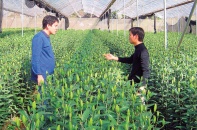 Đổ tiền tỷ vào nông nghiệp công nghệ cao: Thị trường là yêu cầu số một
