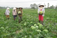 Tư duy làm nông nghiệp mới