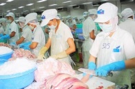 “Vua” cá tra Hùng Vương: Lỗ ròng, vẫn theo đuổi dự án nuôi heo
