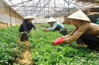 Đầu tư cho nông nghiệp: Bao giờ hết cảnh "người nhà giải cứu hàng nhà"?