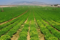 PAN Farm phân bổ vốn ngoại vào đâu?