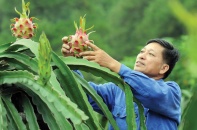 Lập kỷ lục xuất khẩu tỷ đô, rau quả vẫn lo thị trường