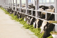 Ứng dụng công nghệ cao trong chăn nuôi bò sữa