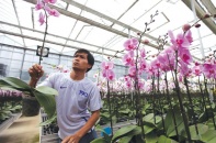 Đầu tư vào nông nghiệp loay hoay trong giấc mơ ngàn tỷ