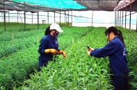 Hà Nội chờ dự án nông nghiệp công nghệ cao