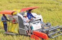An ninh lương thực và thu nhập của người trồng lúa