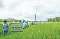 Qua "bạo bệnh", SSC tiếp tục thoái vốn