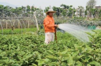 Doanh nghiệp "thèm" đất sạch để làm dự án nông nghiệp công nghệ cao