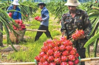 Trái cây Việt chưa giành được lợi thế ở thị trường ngoại