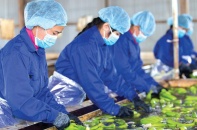 Câu chuyện về một ngành nông nghiệp... không đất