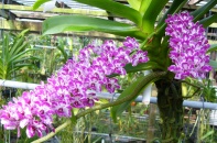 Hoa lan nở trên “đất thép” Củ Chi