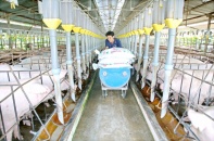 Doanh nghiệp chăn nuôi: Chuyển hướng đầu tư 