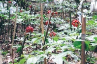 Người dám nghĩ, dám làm trên đỉnh núi Ngọc Linh