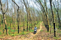 Miền Trung, Tây Nguyên: Hắt hiu “vàng trắng”