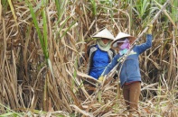 Đường nhập lậu đè bẹp sản xuất trong nước