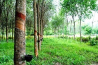Cao su Phước Hòa với canh bạc đầu tư vào khu công nghiệp