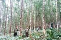 Lâm nghiệp chuẩn bị đáp ứng luật chơi mới