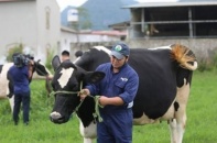 Vinamilk lý giải việc “không thâu tóm” Mộc Châu Milk