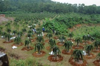 Xuất khẩu nông sản gặp khó vì dịch Corona