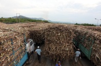 Cuộc sát hạch gắt gao doanh nghiệp mía đường