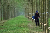 Cao su Phước Hòa “đặt cược” vào bất động sản công nghiệp