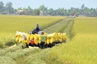 Quốc hội có thể làm gì với điều hành xuất khẩu gạo