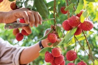 Đa dạng hóa thị trường cho vải thiều Bắc Giang