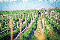 HAGL Agrico không ngại gia tăng vay nợ
