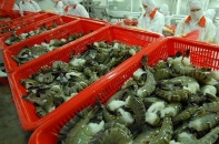 Thiết kế lại chuỗi cung ứng để tăng xuất khẩu sang EU