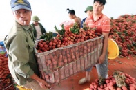 Chế biến - chìa khóa để nông sản Việt xuất ngoại