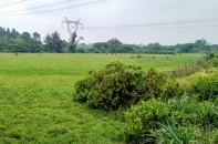 Đà Nẵng: Đất ruộng hoang hóa do dự án “treo”