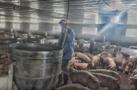 Doanh nghiệp chăn nuôi lãi khủng vì “đu” theo giá thịt lợn cao