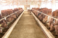 Thái Bình phát triển chăn nuôi theo chuỗi liên kết