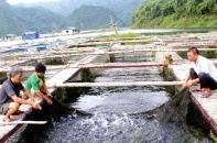 Làm giàu từ nuôi cá lồng trên hồ thủy điện Hòa Bình