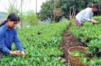 Lạng Sơn tái cơ cấu nông nghiệp gắn với xây dựng nông thôn mới