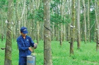 Công ty cổ phần Cao su Đồng Phú: Dòng tiền mạnh, vẫn ẩn chứa rủi ro