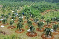 Nghịch lý dòng chảy FDI vào nông nghiệp