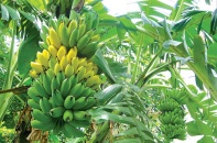 Kon Tum: 70,3 tỷ đồng tạo vùng nguyên liệu chuối xuất khẩu công suất 15.000 tấn/năm