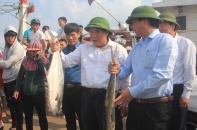 Ngư dân Quảng Trị đánh bắt được mẻ cá bè gần 140 tấn ngay đầu năm