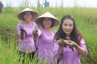 Quảng Trị: Lúa hữu cơ gọi… tôm cá về