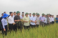 Quảng Trị: Sẽ tiến tới xây dựng Nhà máy chế biến về gạo hữu cơ 