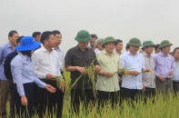 Gạo hữu cơ Quảng Trị có thể sánh vai với gạo chất lượng cao của Thái Lan, Nhật Bản