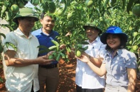 Quảng Trị: Tiến tới xây dựng nhà máy chế biến chanh leo tại huyện miền núi Hướng Hóa