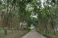 Đề xuất chuyển đổi cơ cấu cây trồng đối với diện tích cây cao su kém hiệu quả 