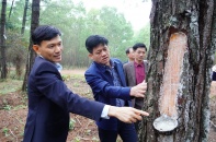 Doanh thu Công ty Lâm nghiệp Bến Hải vượt hơn 26% kế hoạch năm