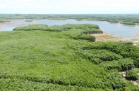 Quảng Trị sẽ trồng rừng thay thế với diện tích hơn 752 ha trong năm 2026